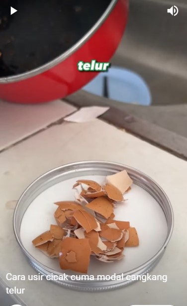 Hanya modal 1 ampas dapur, begini cara basmi cicak tanpa menyentuh atau pakai perangkap