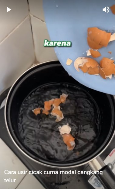 Hanya modal 1 ampas dapur, begini cara basmi cicak tanpa menyentuh atau pakai perangkap