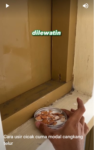 Hanya modal 1 ampas dapur, begini cara basmi cicak tanpa menyentuh atau pakai perangkap