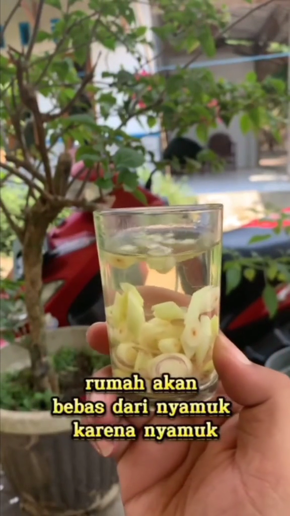 Cuma modal 1 bumbu dapur, ini cara bikin obat nyamuk tanpa asap dan tak perlu raket perangkap