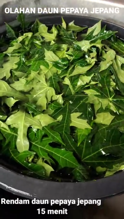 Tanpa bahan tambahan, begini cara mengolah daun pepaya agar teksturnya empuk dan antipahit