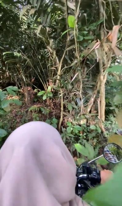 Momen ngenes cewek tersesat di hutan TikTok