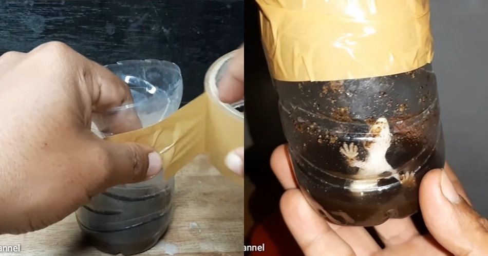 Tanpa gula atau nasi, ini cara bikin jebakan cicak ampuh pakai 1 ampas minuman