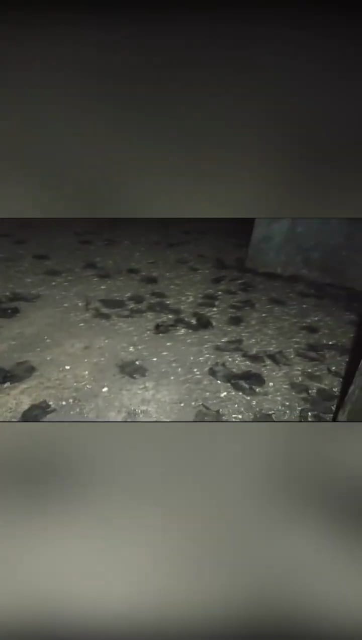 Viral bau bangkai di Rajeg © YouTube