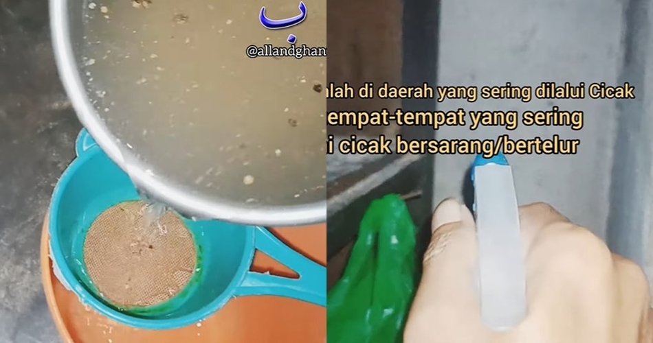 Bukan pakai bawang putih, ini cara membuat semprotan pembasmi cicak hanya dengan 1 bumbu dapur