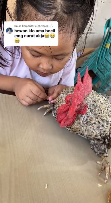 bocah ini telaten nail art kaki ayam jago TikTok