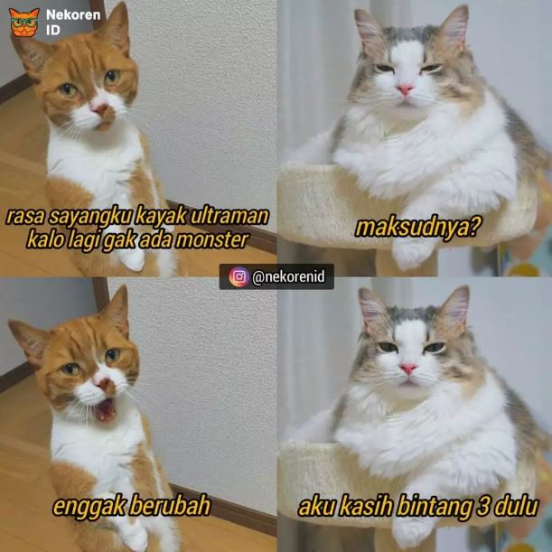Potret kocak meme kucing Berbagai sumber