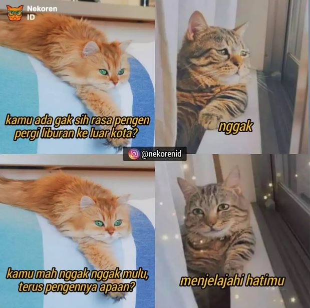 Potret kocak meme kucing Berbagai sumber