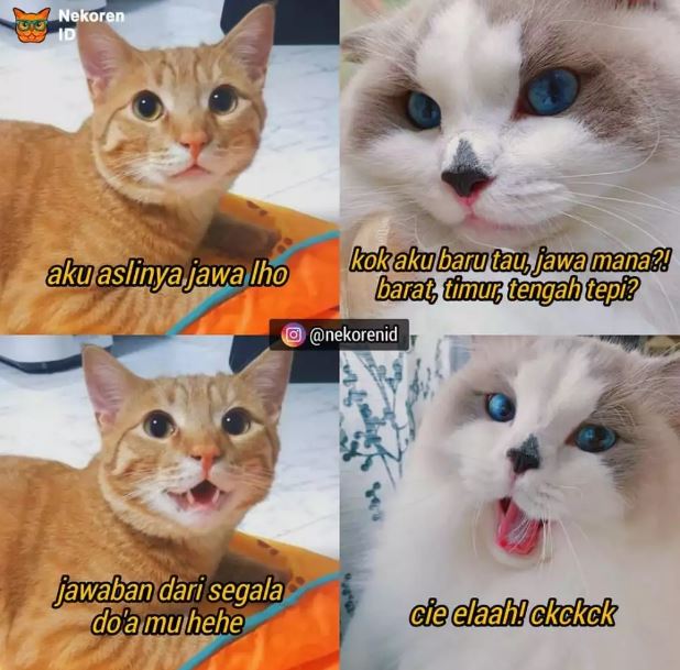 Potret kocak meme kucing Berbagai sumber