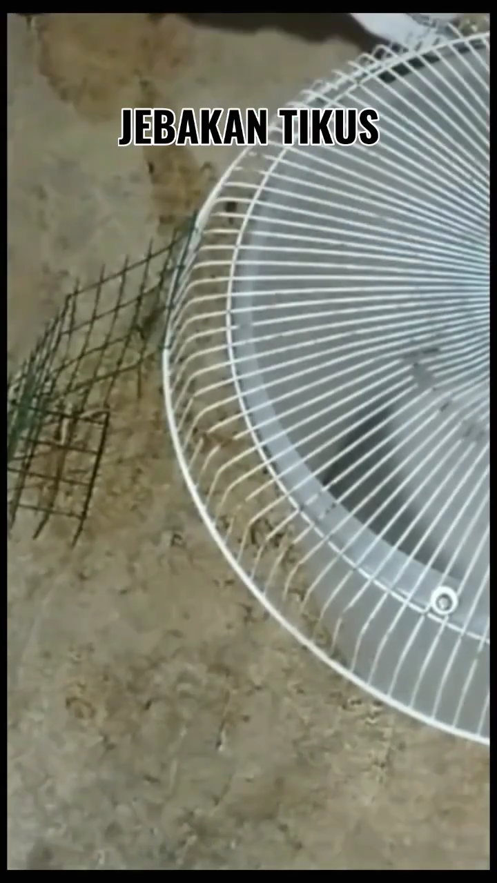 Nggak perlu diberi racun, begini cara mudah menangkap tikus cuma pakai 1 bahan dapur