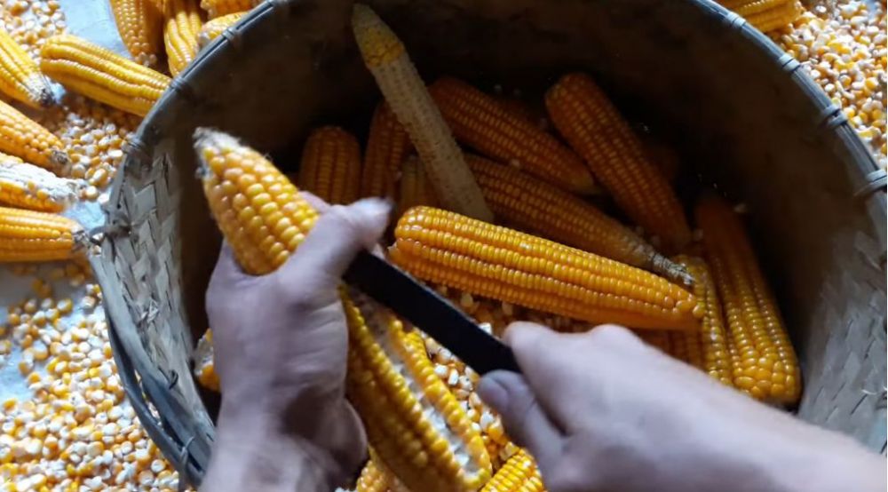 Hanya pakai 1 ampas dapur, begini cara cepat memipil jagung tanpa dibelah dan bikin tangan sakit