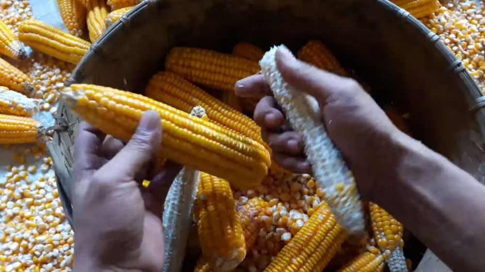 Hanya pakai 1 ampas dapur, begini cara cepat memipil jagung tanpa dibelah dan bikin tangan sakit