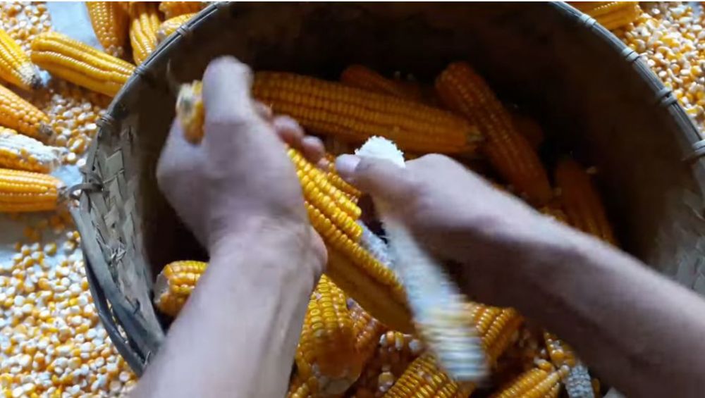 Hanya pakai 1 ampas dapur, begini cara cepat memipil jagung tanpa dibelah dan bikin tangan sakit