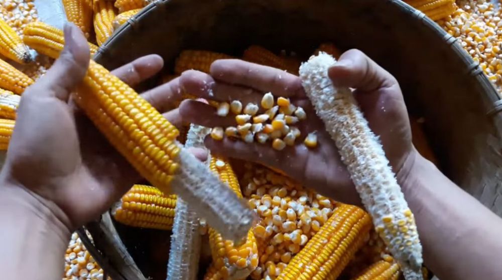 Hanya pakai 1 ampas dapur, begini cara cepat memipil jagung tanpa dibelah dan bikin tangan sakit