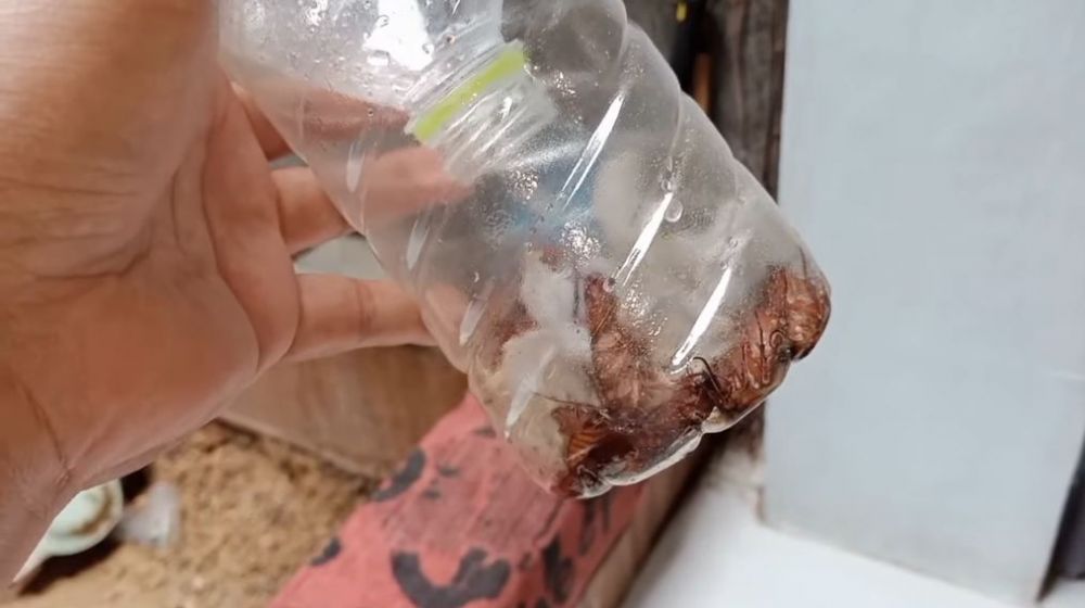 Cara sederhana bikin perangkap kecoak pakai 2 bahan dapur, ampuh dan mudah dibuat