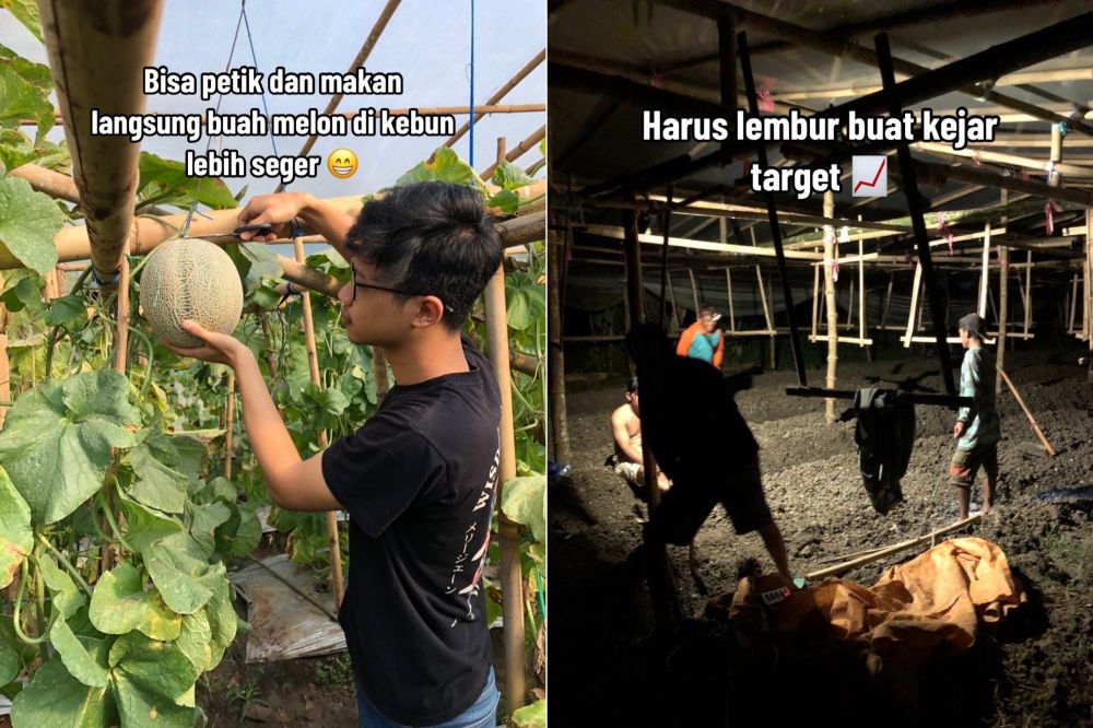 petani melon muda © TikTok