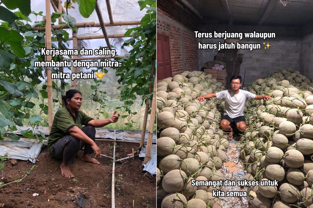 petani melon muda © TikTok