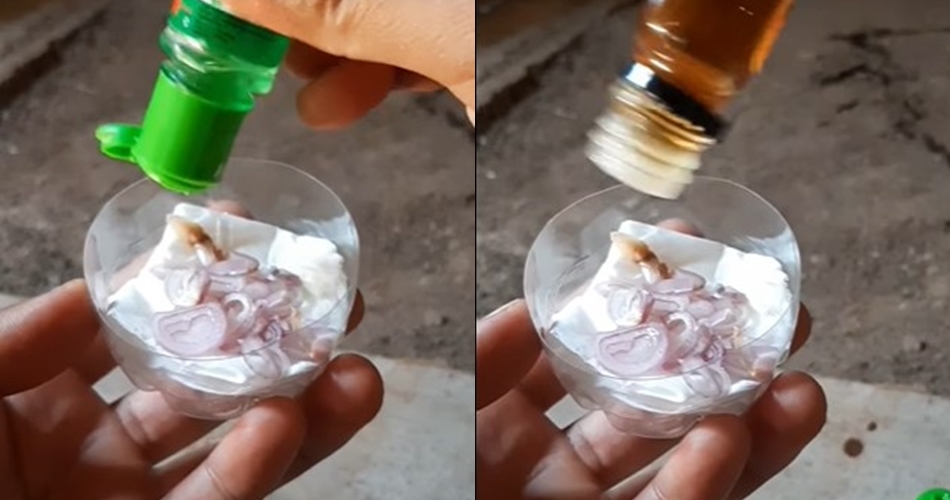 Bukan pakai bawang putih, ini cara bikin ramuan pengusir tikus dengan tambahan 1 bumbu dapur
