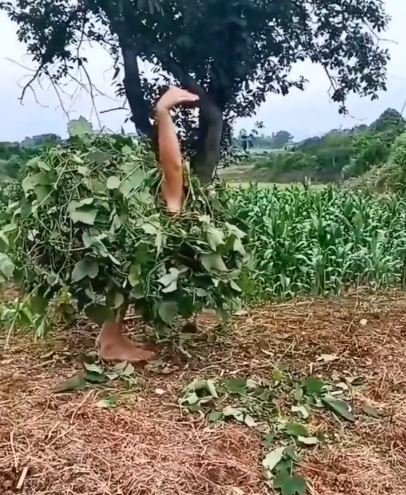 Potret kocak penampakan di kebun Berbagai sumber Potret kocak penampakan di kebun Berbagai sumber