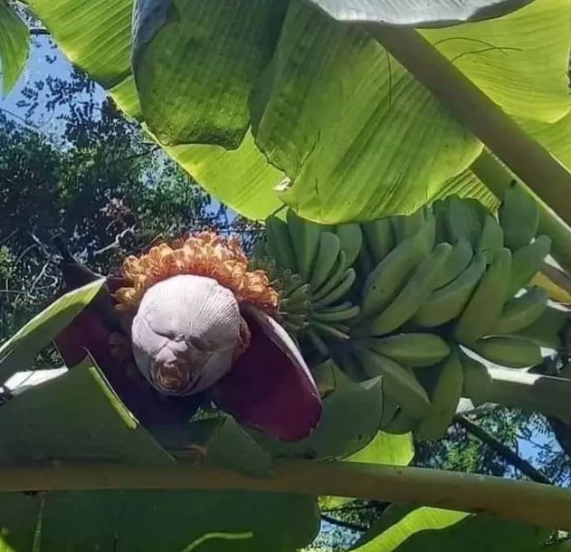 Potret kocak penampakan di kebun Berbagai sumber Potret kocak penampakan di kebun Berbagai sumber