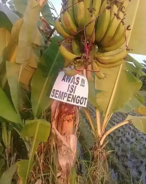 Potret kocak penampakan di kebun Berbagai sumber Potret kocak penampakan di kebun Berbagai sumber