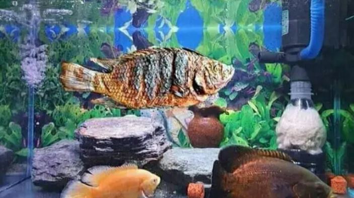 ikan nyeleneh di akuarium © berbagai sumber ikan nyeleneh di akuarium © berbagai sumber