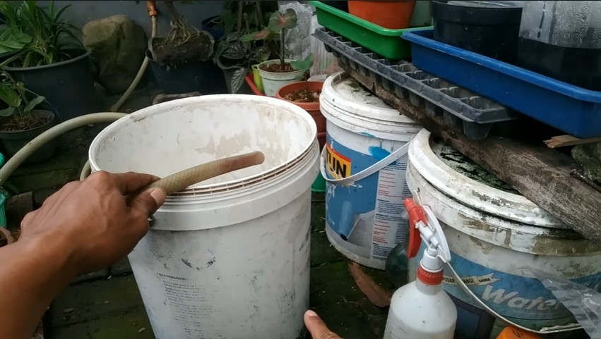 Modal Rp0, begini cara bikin jebakan tikus mengandalkan 1 jenis ampas dapur