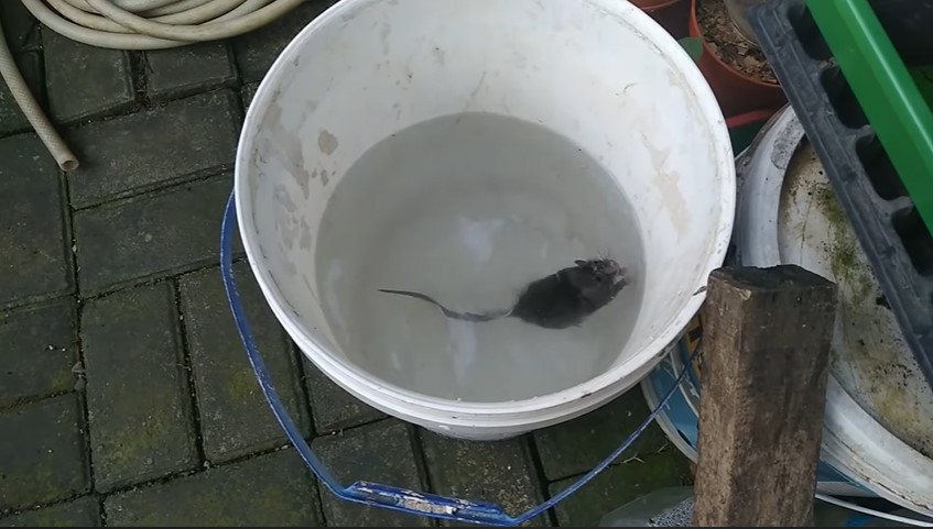 Modal Rp0, begini cara bikin jebakan tikus mengandalkan 1 jenis ampas dapur