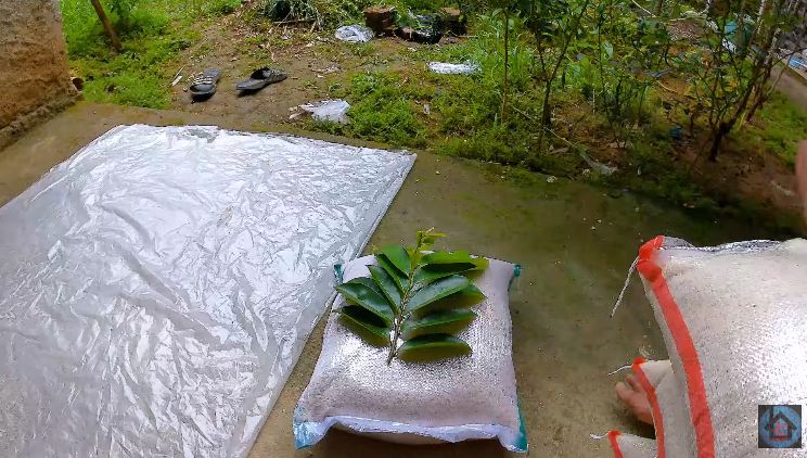 Bukan daun jeruk, ini trik menyimpan beras di karung agar bebas kutu cuma pakai 1 bahan dapur