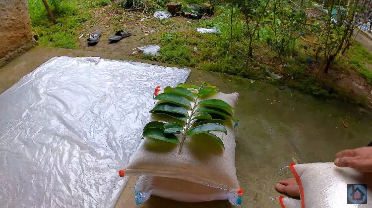 Bukan daun jeruk, ini trik menyimpan beras di karung agar bebas kutu cuma pakai 1 bahan dapur