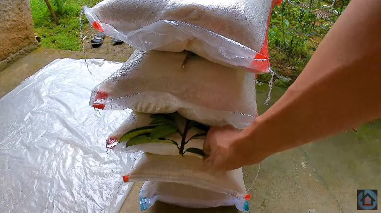 Bukan daun jeruk, ini trik menyimpan beras di karung agar bebas kutu cuma pakai 1 bahan dapur