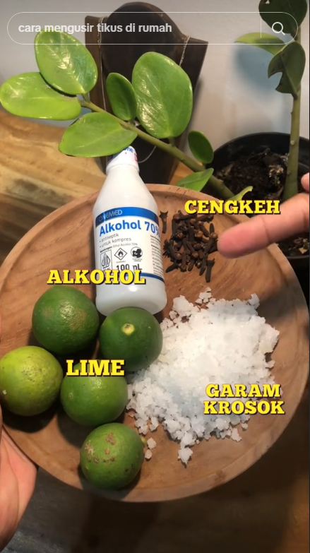 Bermodal 3 bahan dapur, begini trik mengusir nyamuk dan kecoak secara alami tanpa semprotan khusus