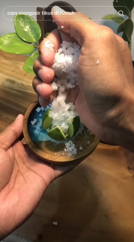 Bermodal 3 bahan dapur, begini trik mengusir nyamuk dan kecoak secara alami tanpa semprotan khusus