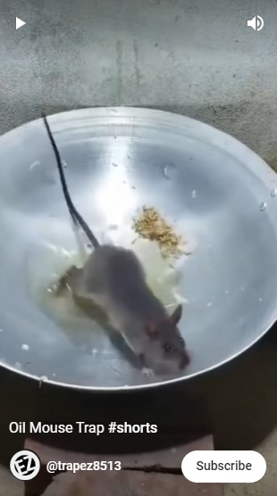 Cuma pakai 2 bahan makanan, ini cara bikin jebakan tikus efektif biar tak lagi berkeliaran di rumah