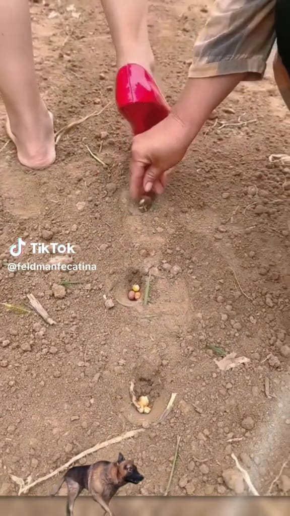 Semai benih pakai barang fesyen © TikTok