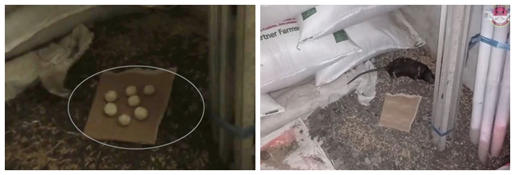 Lebih alami dan ampuh, ini cara jitu meracik racun tikus pakai 2 bahan dapur