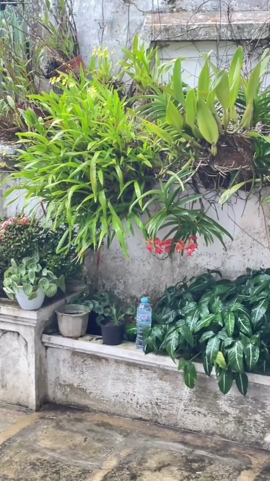 Trik mudah mengusir kucing cuma pakai 1 sampah dapur, ampuh tanpa perlu menyakiti