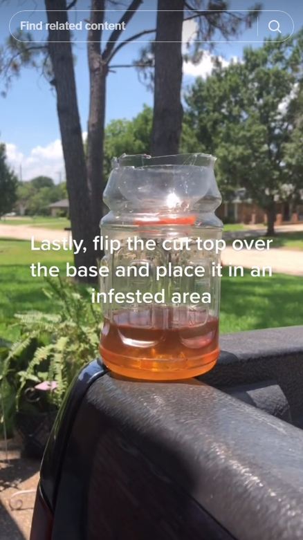 Alami pakai 2 bahan dapur, ini trik bikin jebakan lalat yang ampuh dan praktis dibuat