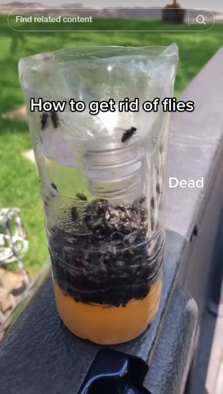 Alami pakai 2 bahan dapur, ini trik bikin jebakan lalat yang ampuh dan praktis dibuat