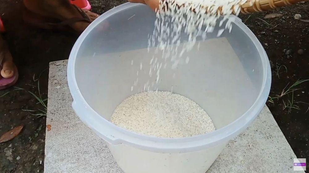 Cuma pakai 1 jenis daun, begini trik menyimpan beras agar bebas kutu dan tak bau apek
