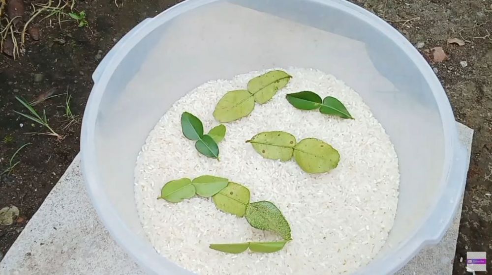 Cuma pakai 1 jenis daun, begini trik menyimpan beras agar bebas kutu dan tak bau apek