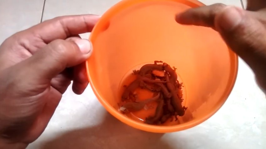 Tanpa kopi atau nasi, ini trik bikin jebakan cicak simpel dan ampuh cuma pakai 2 bahan dapur