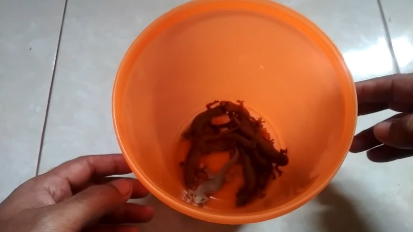 Tanpa kopi atau nasi, ini trik bikin jebakan cicak simpel dan ampuh cuma pakai 2 bahan dapur
