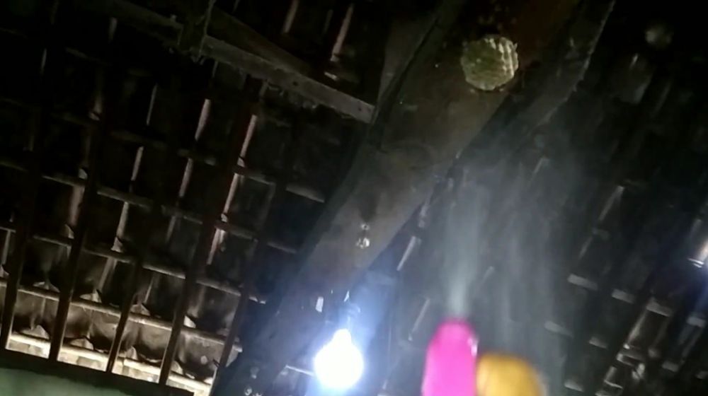 Cara cepat dan aman basmi sarang tawon tanpa tersengat, cukup pakai 1 bahan dapur