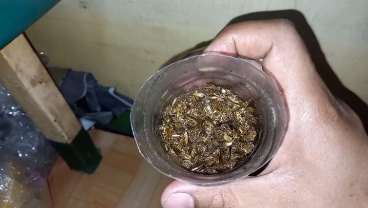 Bukan pakai terasi, ini cara mudah bikin perangkap kecoak mengandalkan 2 bahan dapur