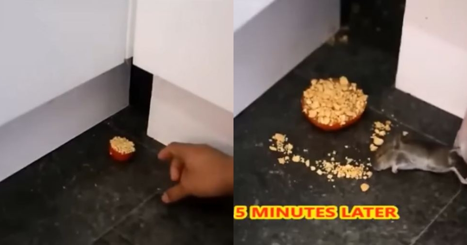 Cara bikin racun pembasmi tikus simpel dan efektif, cukup manfaatkan 2 bahan makanan