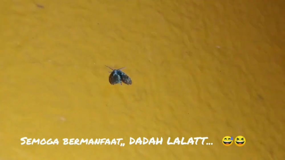 Tanpa perlu buat jebakan, ini trik mudah mengusir lalat kamar mandi cuma pakai 2 bahan dapur