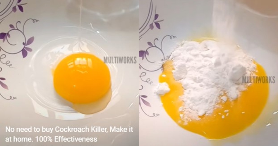 Tanpa diberi air, begini cara buat racun pembasmi kecoak dengan 1 bahan makanan
