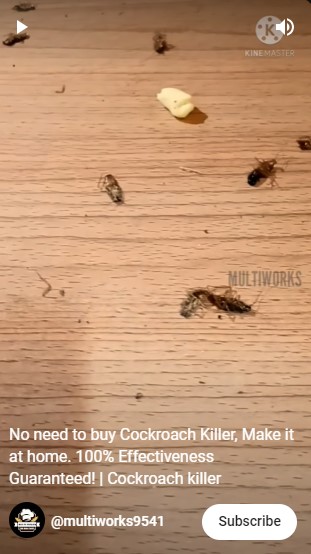 Tanpa diberi air, begini cara buat racun pembasmi kecoak dengan 1 bahan makanan