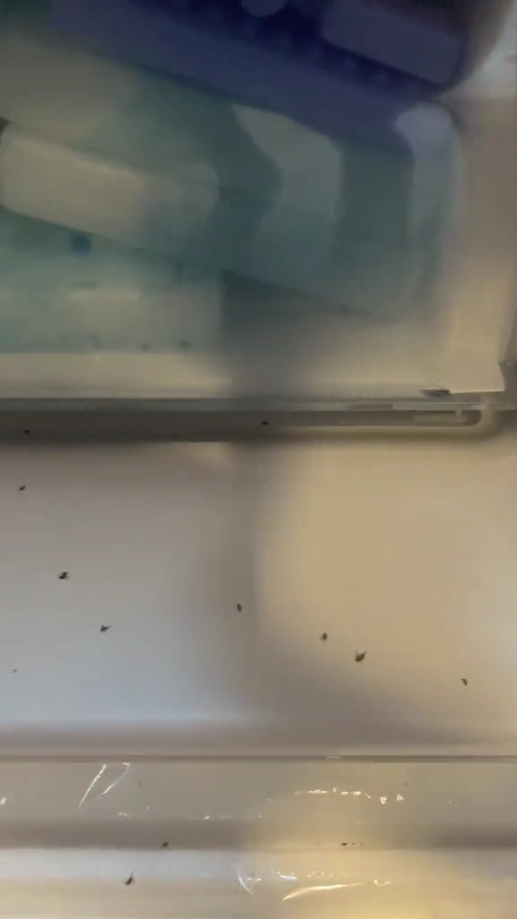 Tanpa cairan kimia, ini trik ampuh membunuh lalat di dalam kulkas pakai 2 bahan dapur